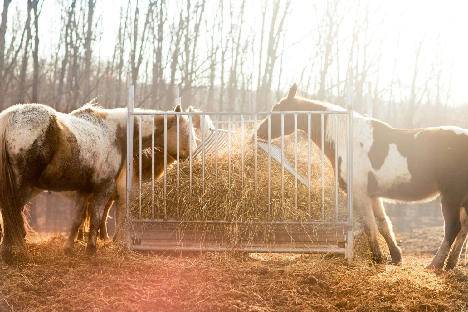 České farmáře a&nbsp;chovatele koní sužuje nedostatek sena. Záchranu hledají v&nbsp;Polsku