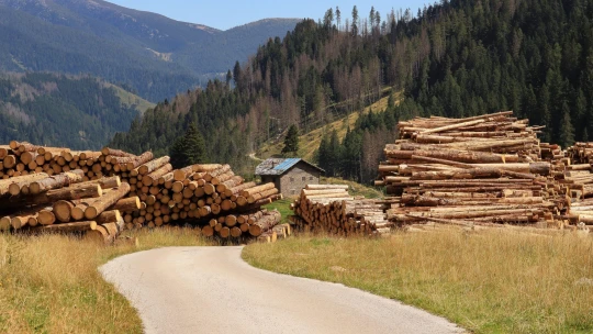 Dluhopisová mašina Wood Seeds přestala investorům platit. Čelí insolvenci