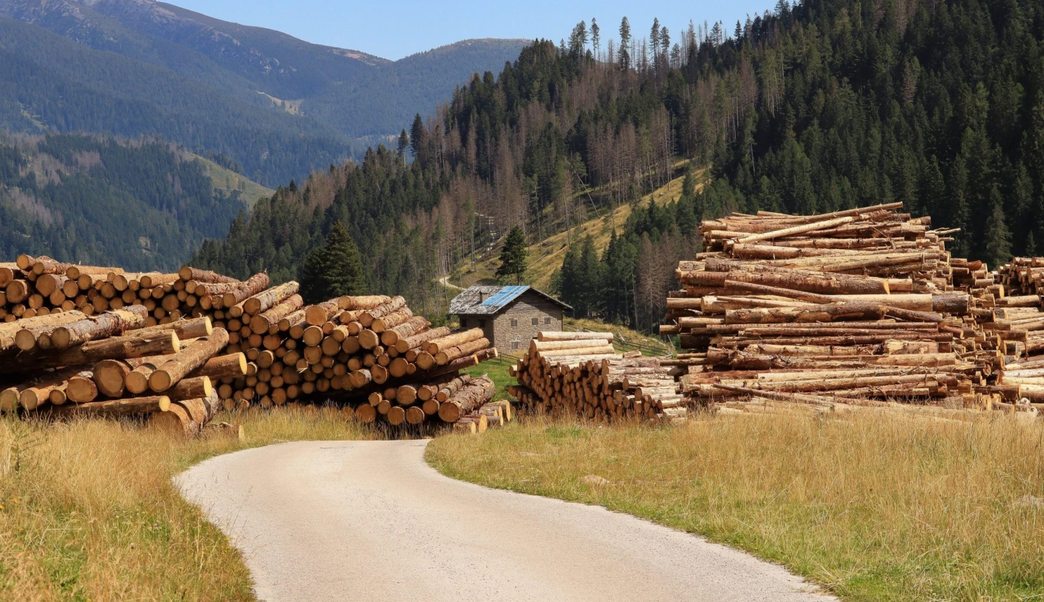Dluhopisová mašina Wood Seeds přestala investorům platit. Čelí insolvenci