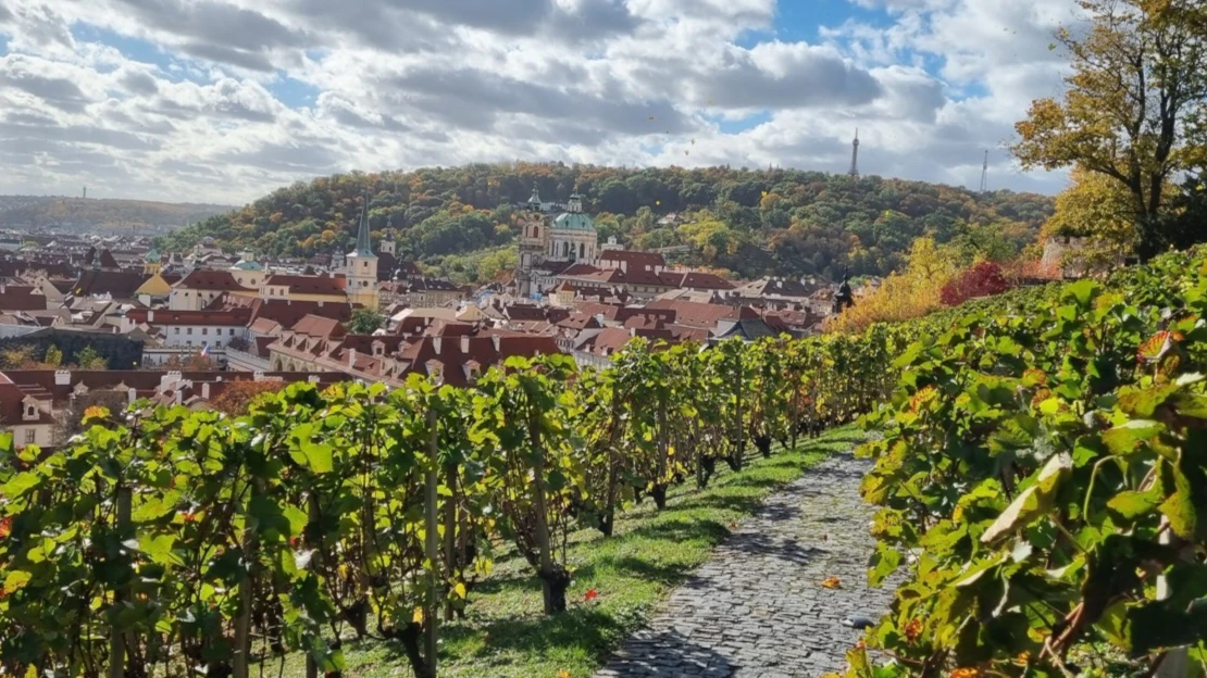 Svatý Václave, oroduj za nás! Villa Richter nabízí unikátní víno, které nemělo přežít