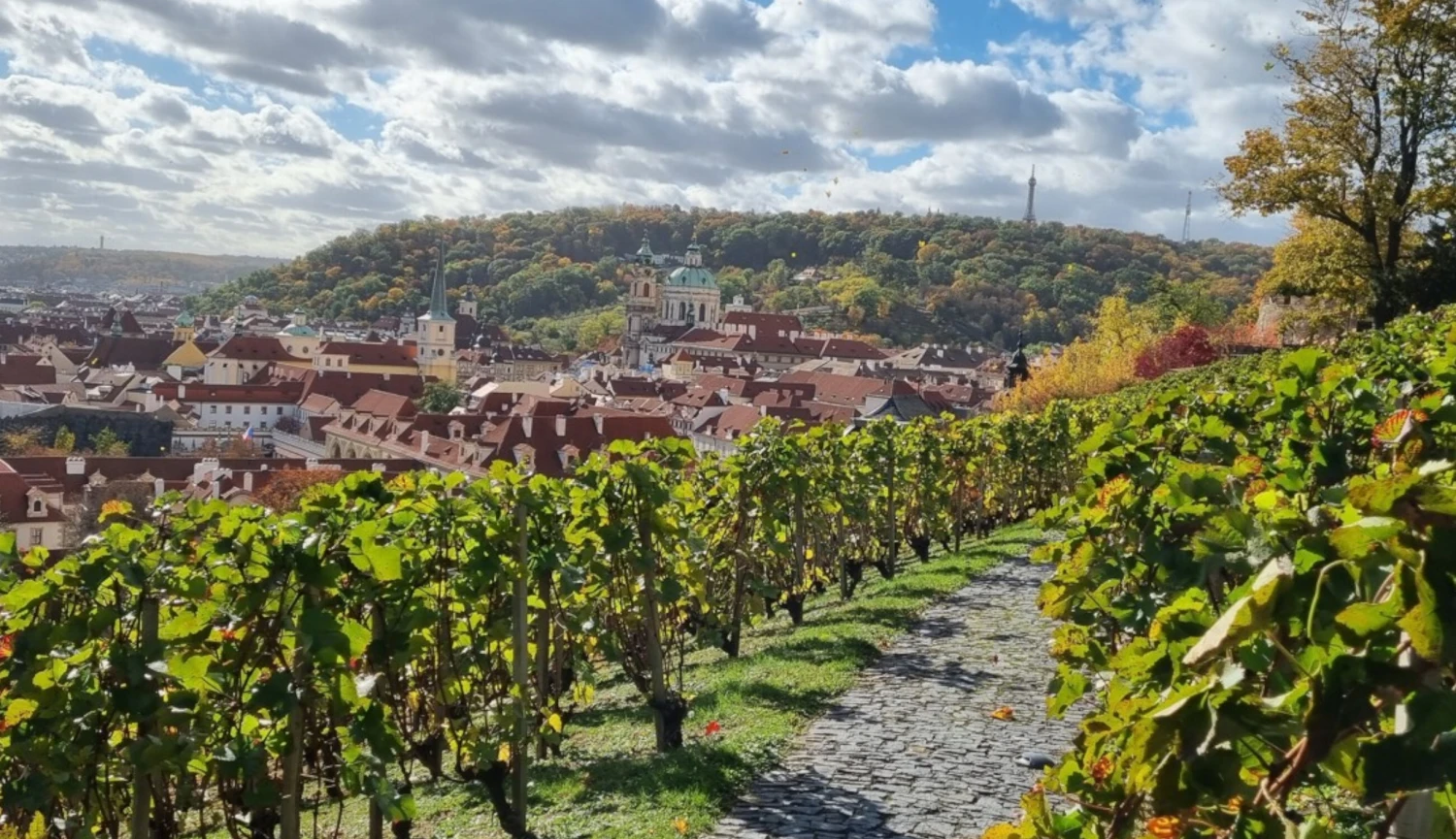 Svatý Václave, oroduj za nás! Villa Richter nabízí unikátní víno, které nemělo přežít