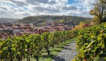 Svatý Václave, oroduj za nás! Villa Richter nabízí unikátní víno, které nemělo přežít