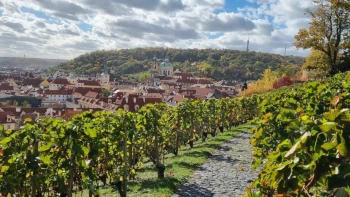 Svatý Václave, oroduj za nás! Villa Richter nabízí unikátní víno, které nemělo přežít