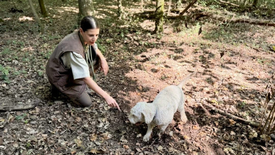 Bílé zlato pod zemí. Vydali jsme se s lovci lanýžů do piemontského lesa