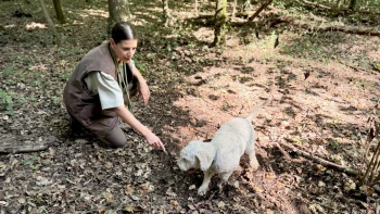 Bílé zlato pod zemí. Vydali jsme se s lovci lanýžů do piemontského lesa